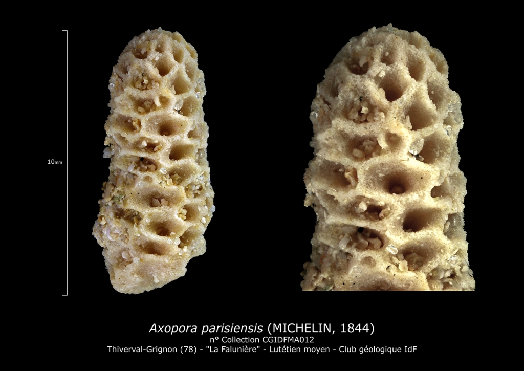 Axopora parisiensis