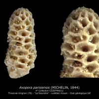Axopora parisiensis