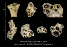 Dendracis ornata