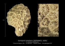 Goniopora ameliana
