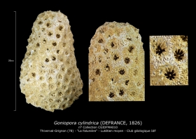 Goniopora cylindrica