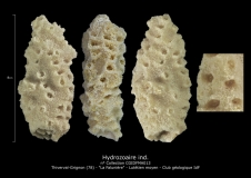 Hydrozoaire ind.1