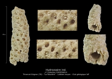 Hydrozoaire ind.2