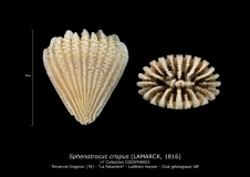 Sphenotrocus crispus