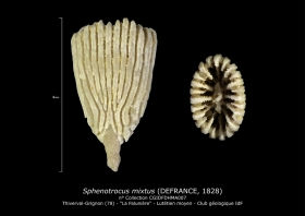 Sphenotrocus mixtus