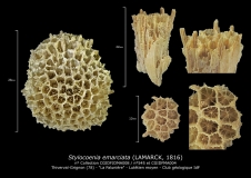 Stylocoenia emarciata