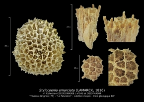 Stylocoenia emarciata