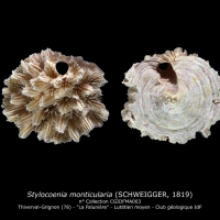 Stylocoenia monticularia