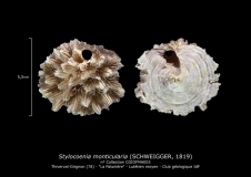 Stylocoenia monticularia