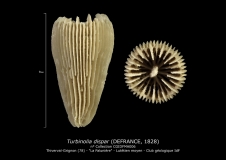 Turbinolia dispar