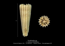 Turbinolia sp.