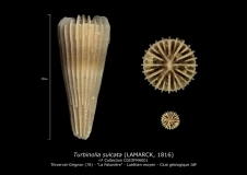 Turbinolia sulcata