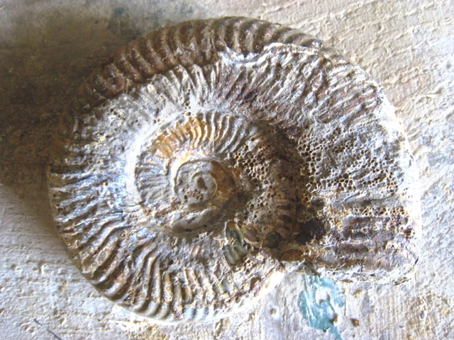 3-ammonite 1 presque finie