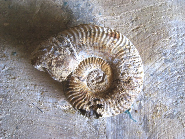 6-ammonite 2 face droite dégagée