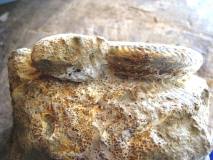 1-ammonite1 sur le bloc