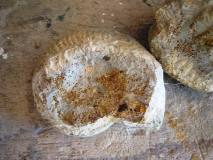 2-ammonite 1 détachée du bloc