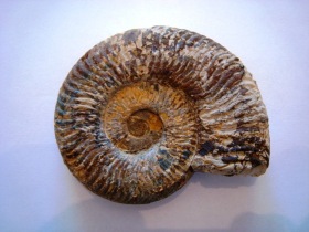 4-ammonite 1 terminée