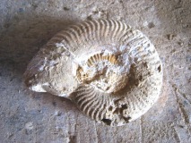 5-ammonite 2 face droite