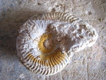 7-ammonite 2 face gauche