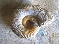 8-ammonite face gauche dégagée