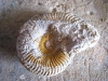 7-ammonite 2 face gauche