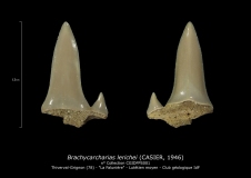 Brachycarcharias lerichei