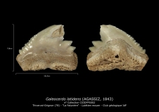 Galeocerdo latidens