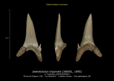 Jaekelotodus trigonalis