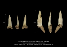 Striatolamnia macrota
