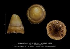 Fisherichthys-aff-F.folmeri-2