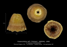 Fisherichthys-aff.-F.folmeri-1
