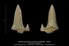Brachycarcharias lerichei