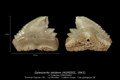 Galeocerdo latidens
