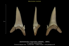 Jaekelotodus trigonalis