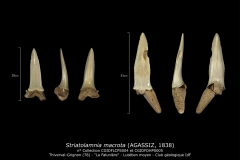 Striatolamnia macrota