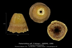 Fisherichthys-aff.-F.folmeri-