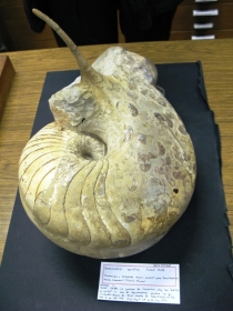 Bracenoceras spinatum: spectaculaire type de nautile à cornes trouvé à Chaumont-51; unique exemplaire au monde.