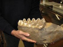 Molaire de Gomphotherium (Mastodonte du Miocène).