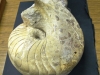 Bracenoceras spinatum: spectaculaire type de nautile à cornes trouvé à Chaumont-51; unique exemplaire au monde.