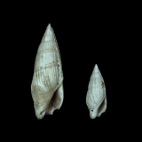 Ectinochilus canalis A - Individu géant quasi monstrueux de 27 mm comparé à un exemplaire classique de 16 mm - Grignon