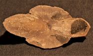 Rostre de Beloptera (s.str.) belemnoidea, de Blainville, 1825