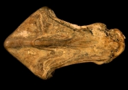 Rhyncoloite corbaricus, Yprésien - sables de Cuise