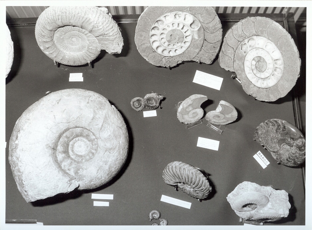 Vitrine Ammonites
