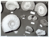 Vitrine Ammonites