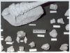 Vitrine Gastéropodes du Lutétien