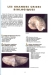 Les grandes crisse biologiques 1