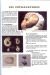 les cephalopodes 3