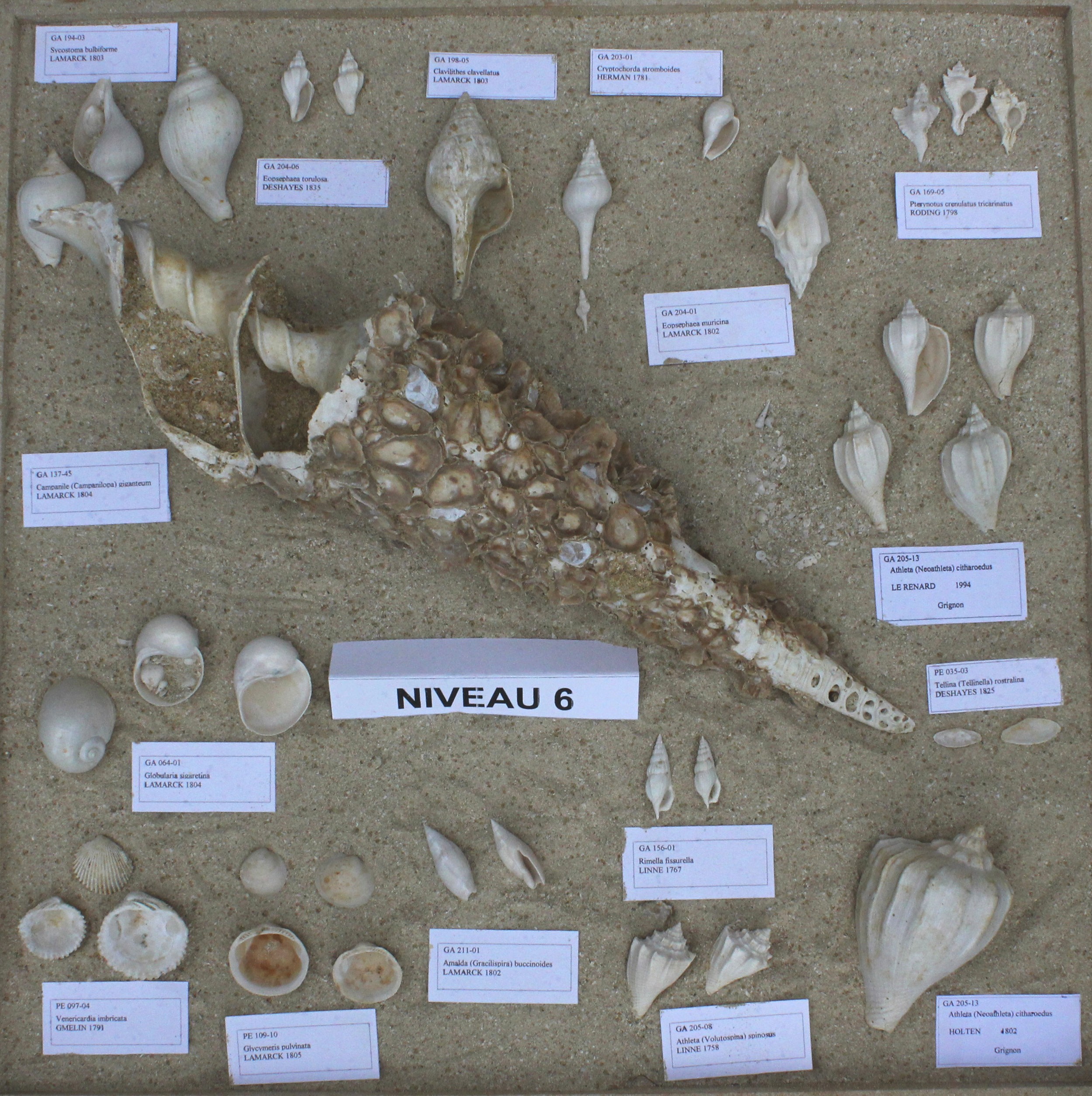 Fossiles du Niveau 06