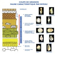 Coupe de Grignon, Lutétien inférieur