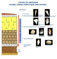 Coupe de Grignon, Lutétien moyen